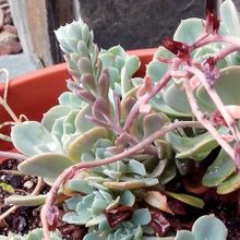 Una foto de Echeveria secunda