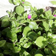 A photo of Mesembryanthemum cordifolium