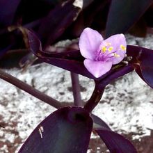 A photo of Tradescantia pallida