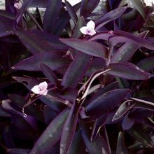 A photo of Tradescantia pallida