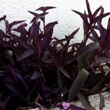 A photo of Tradescantia pallida
