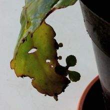 Una foto de Kalanchoe mortagei
