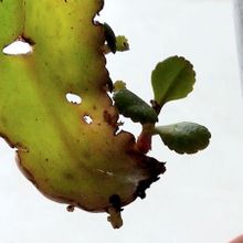Una foto de Kalanchoe mortagei