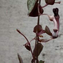 A photo of Ceropegia woodii