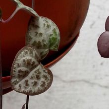 A photo of Ceropegia woodii
