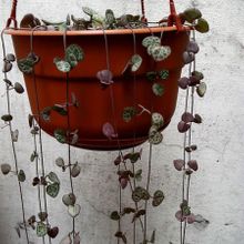 A photo of Ceropegia woodii