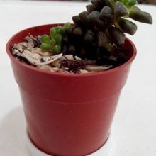 A photo of Anacampseros filamentosa