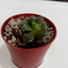 A photo of Anacampseros filamentosa