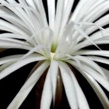Una foto de Echinopsis mirabilis