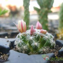 A photo of Mammillaria nana