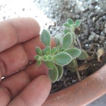 Una foto de Plectranthus hadiensis var. tomentosus