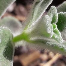 Una foto de Plectranthus hadiensis var. tomentosus