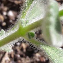 Una foto de Plectranthus hadiensis var. tomentosus