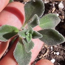 Una foto de Plectranthus hadiensis var. tomentosus