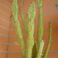 A photo of Opuntia monacantha fma. variegada monstruosa