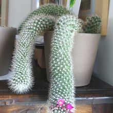 Photo of a cactus currently being identified