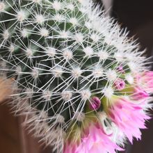 Photo of a cactus currently being identified