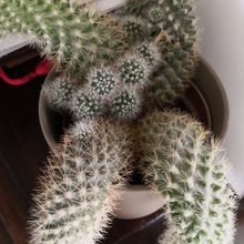 Photo of a cactus currently being identified