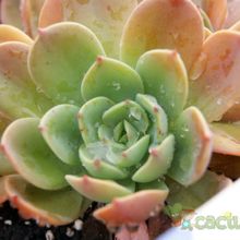 A photo of Echeveria halbingeri