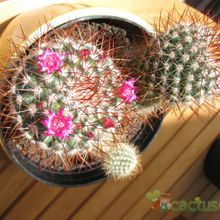 A photo of Mammillaria rhodantha ssp. rhodantha