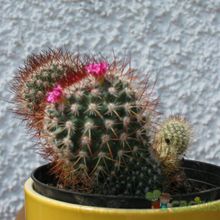 A photo of Mammillaria rhodantha ssp. rhodantha