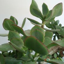 Una foto de Crassula arborescens fma. undulatifolia