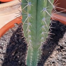 Photo of a cactus currently being identified