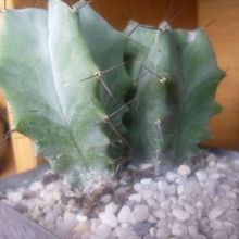 Una foto de Stenocereus pruinosus