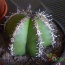 Una foto de Pachycereus marginatus