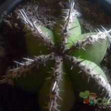 Una foto de Pachycereus marginatus