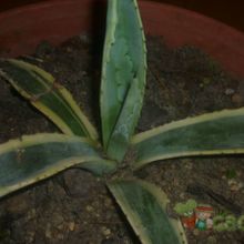 A photo of Agave americana var. marginata