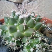 Una foto de Mammillaria compressa ssp centralifera