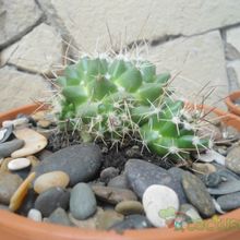 Una foto de Mammillaria compressa ssp centralifera