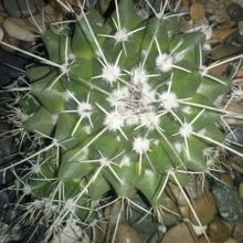 Una foto de Mammillaria compressa ssp centralifera