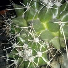 Una foto de Mammillaria compressa ssp centralifera