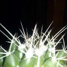 Una foto de Mammillaria compressa ssp centralifera