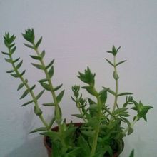 A photo of Crassula capitella