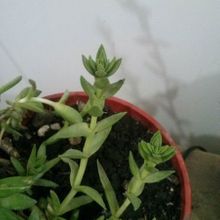 A photo of Crassula capitella