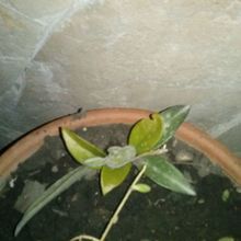 A photo of Crassula capitella