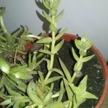 A photo of Crassula capitella