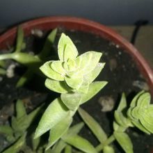A photo of Crassula capitella