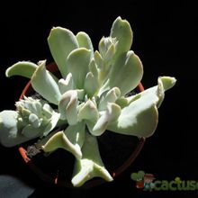 A photo of Echeveria runyonii cv. Topsy turvy 