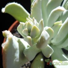 A photo of Echeveria runyonii cv. Topsy turvy 