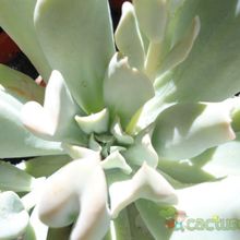 A photo of Echeveria runyonii cv. Topsy turvy 