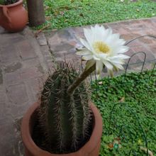 Una foto de Echinopsis rhodotricha