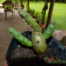 A photo of Cumulopuntia boliviana