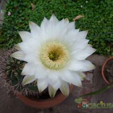 Una foto de Echinopsis rhodotricha