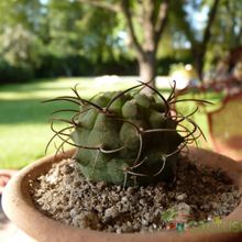 A photo of Matucana madisoniorum