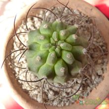 A photo of Matucana madisoniorum