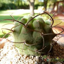 A photo of Matucana madisoniorum
